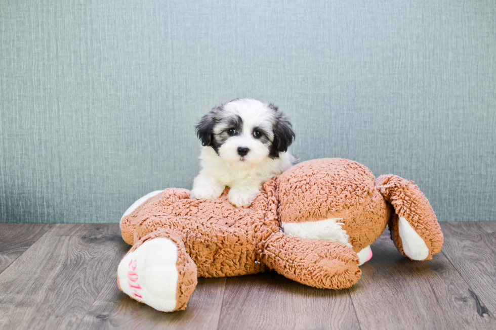 Havanese Puppy for Adoption