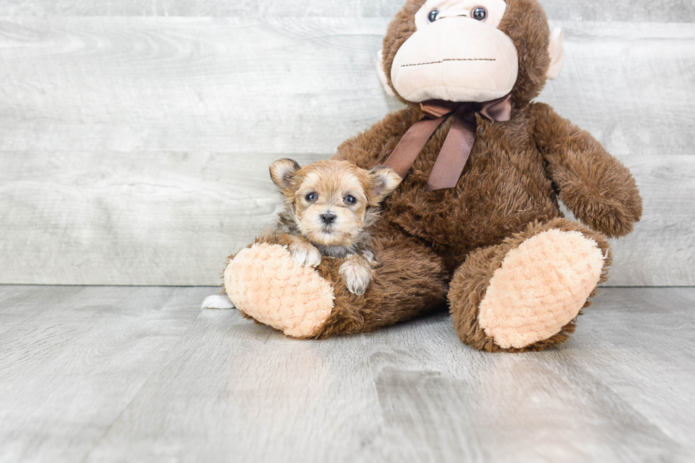 Friendly Morkie Baby