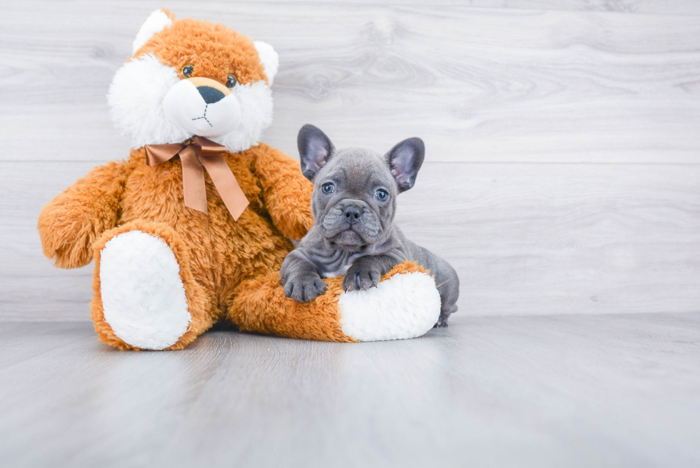 Best French Bulldog Baby