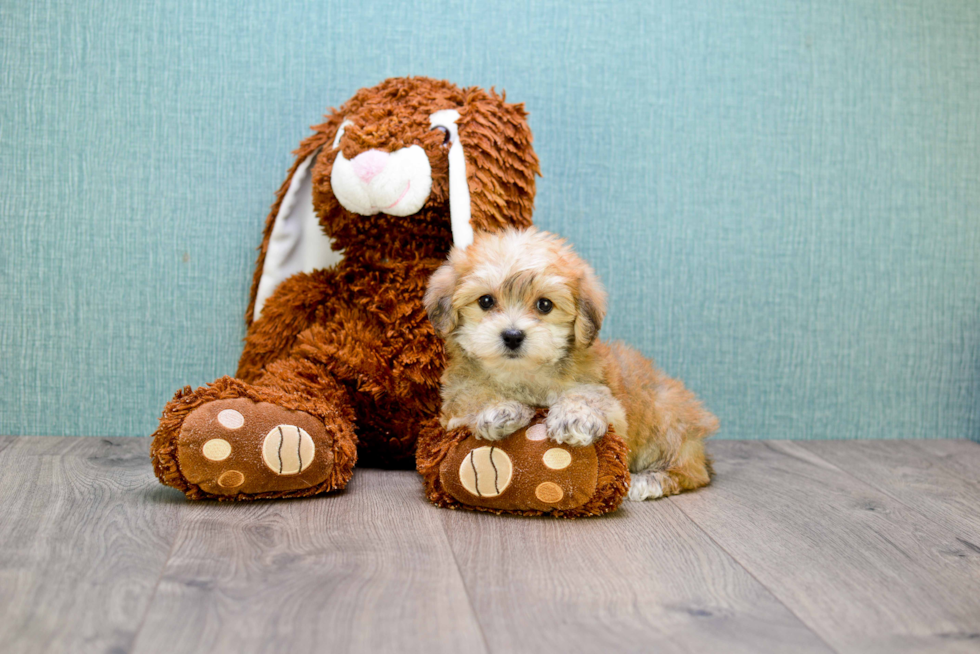 Best Morkie Baby