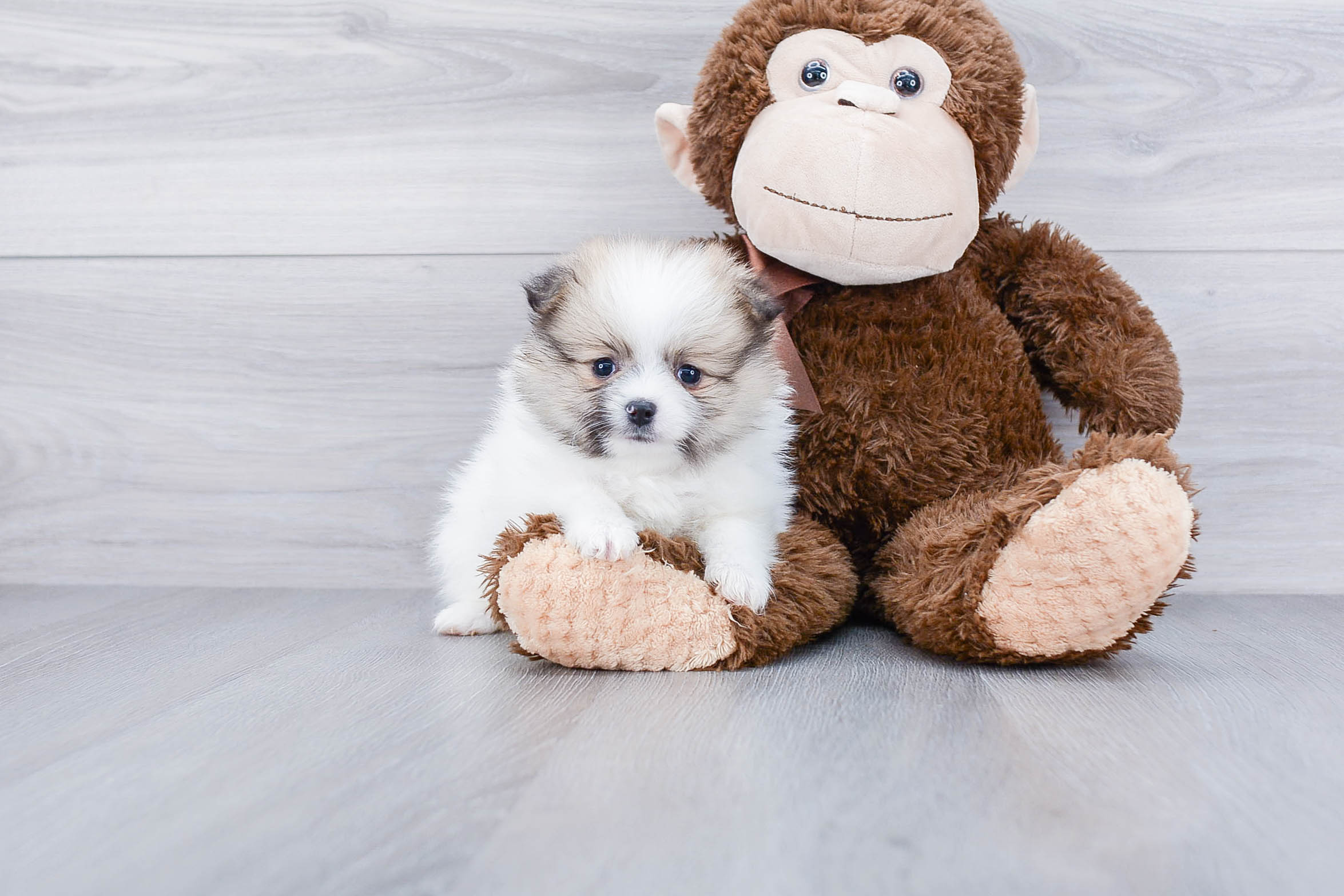 Pomeranian Puppy for Adoption