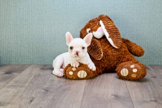 French Bulldog Puppy for Adoption