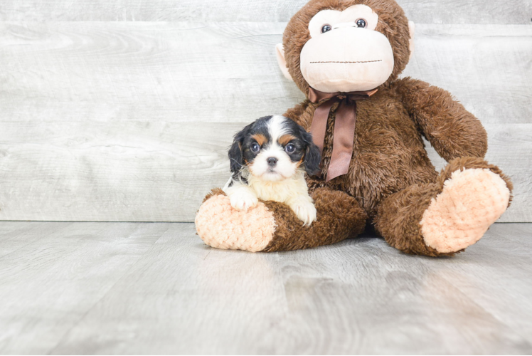 Cavalier King Charles Spaniel Pup Being Cute