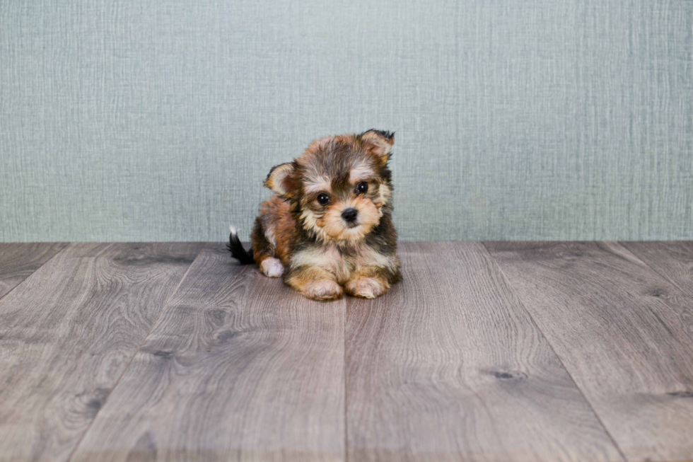 Morkie Puppy for Adoption