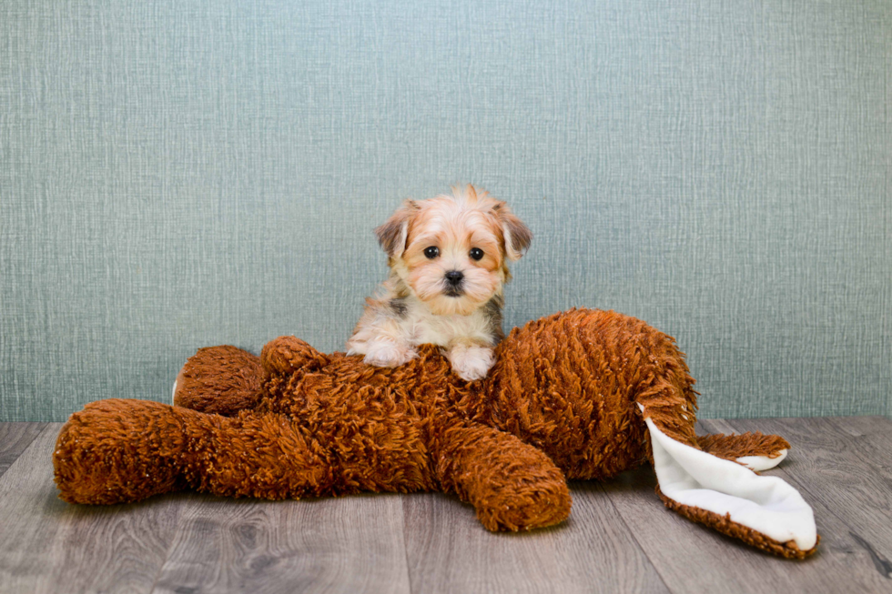 Morkie Puppy for Adoption