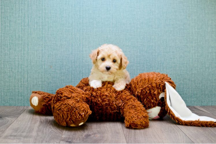 Best Maltipoo Baby