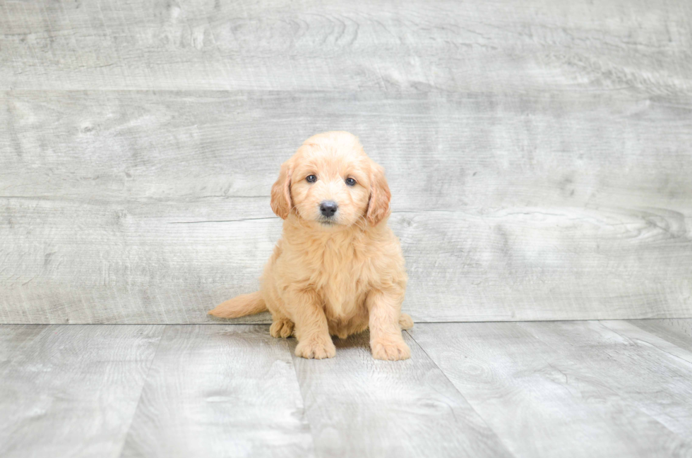 Mini Goldendoodle Pup Being Cute