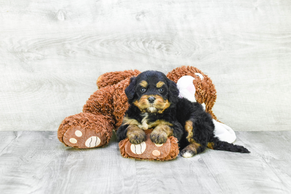 Petite Mini Bernedoodle Poodle Mix Pup