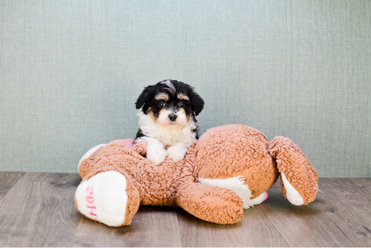 Mini Aussiedoodle Puppy for Adoption