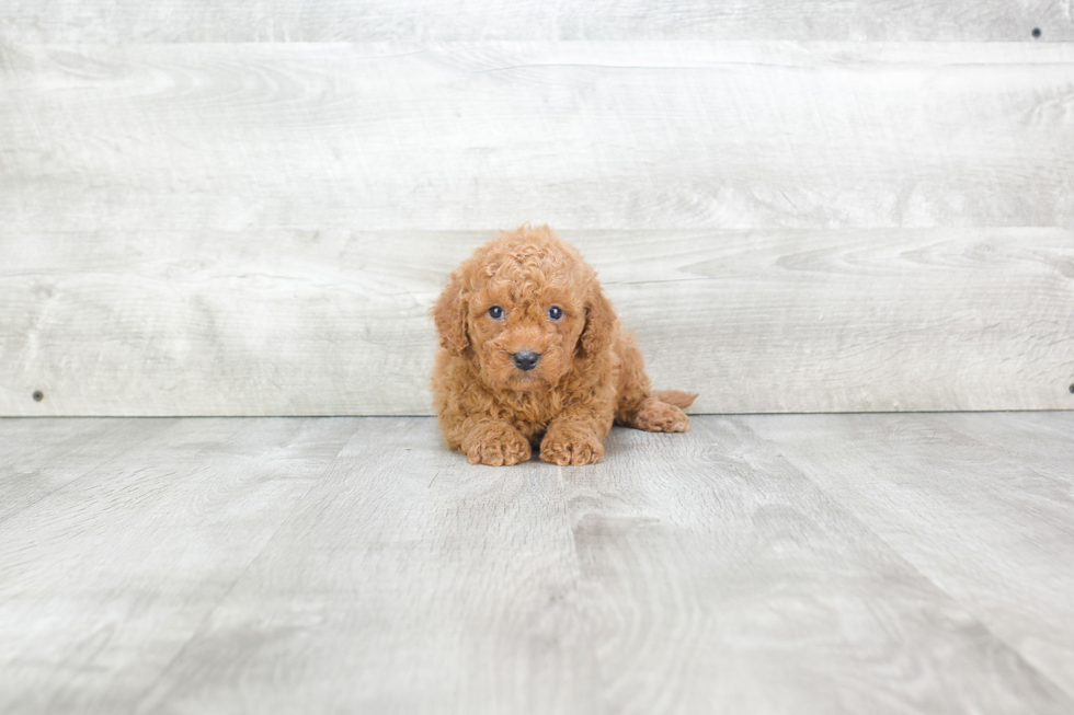 Best Mini Goldendoodle Baby