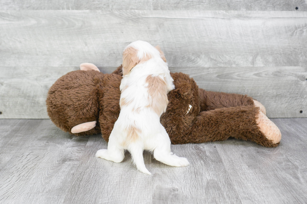 Cavachon Pup Being Cute