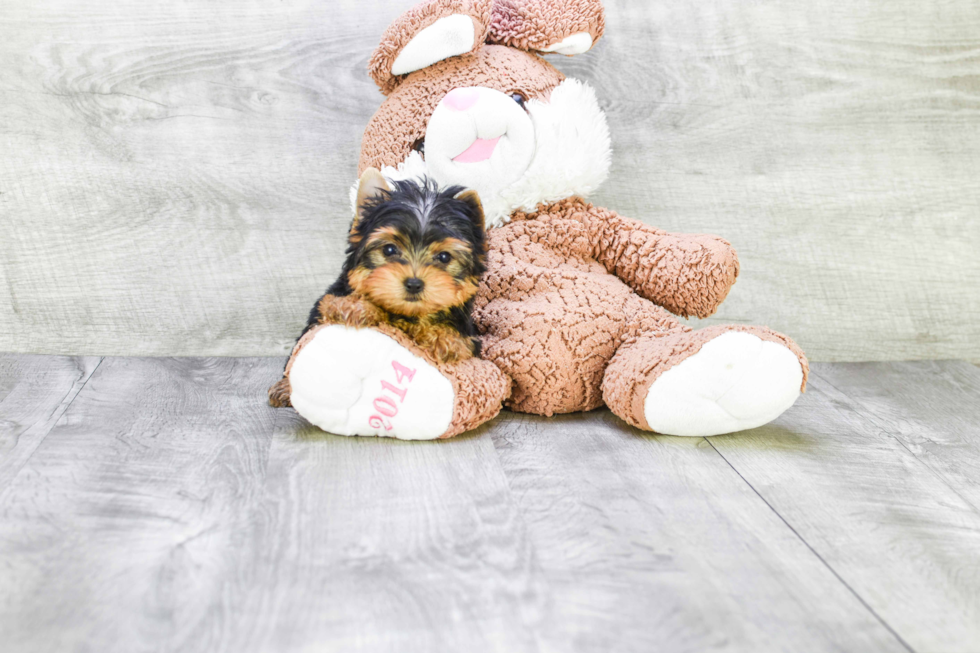 Meet Ronaldo - our Yorkshire Terrier Puppy Photo 