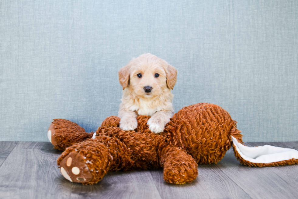 Best Mini Goldendoodle Baby