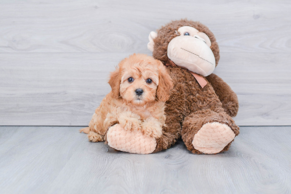 Funny Cavapoo Poodle Mix Pup