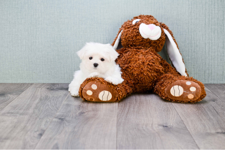 Maltese Pup Being Cute