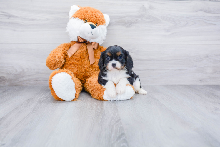 Popular Cavalier King Charles Spaniel Baby