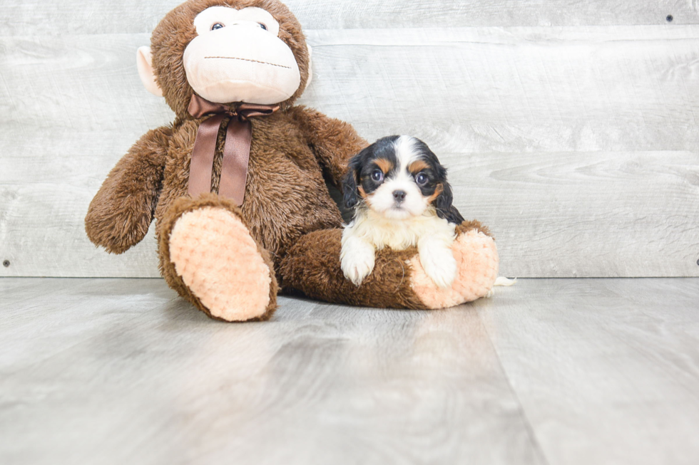 Small Cavalier King Charles Spaniel Purebred Pup