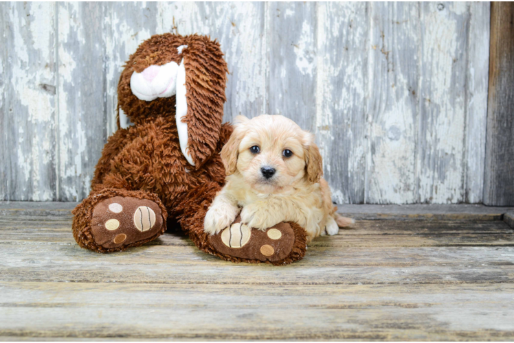 Cute Cavachon Baby