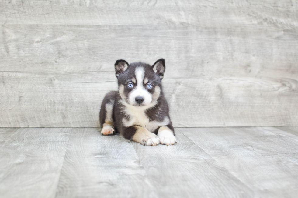 Sweet Pomsky Baby