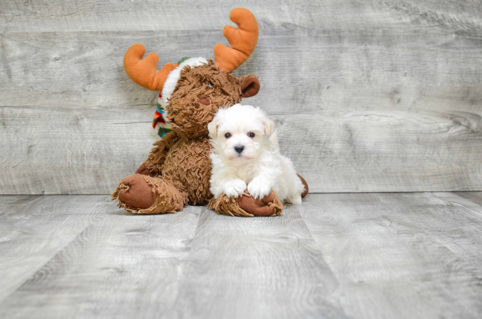 Happy Maltipoo Baby