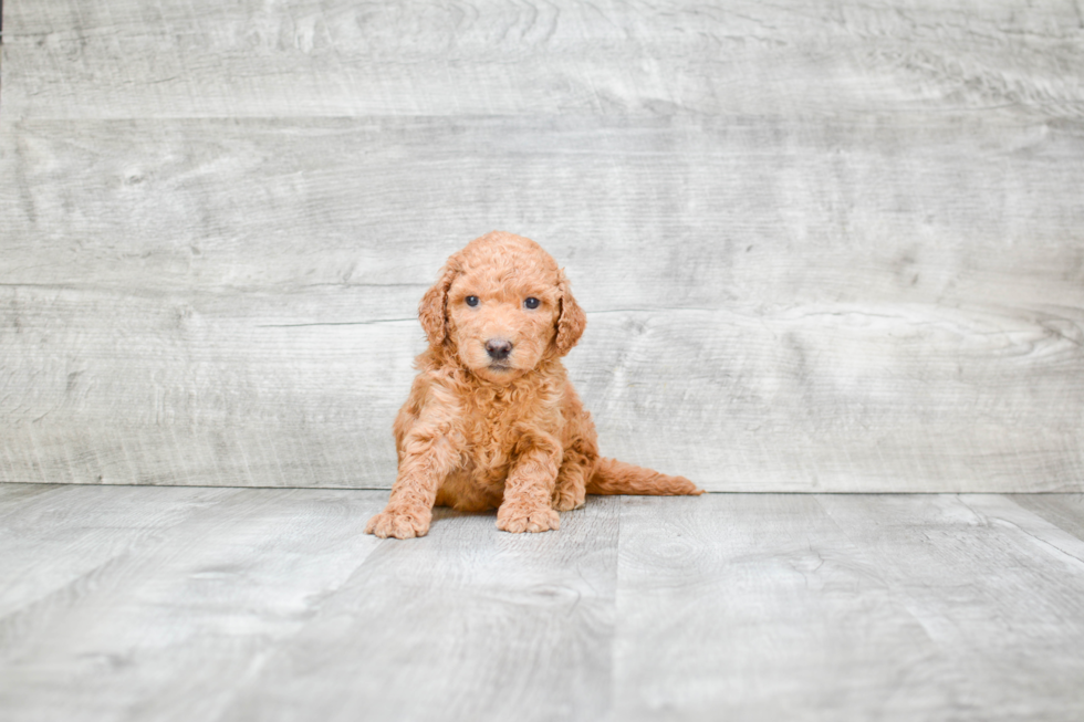 Mini Goldendoodle Puppy for Adoption