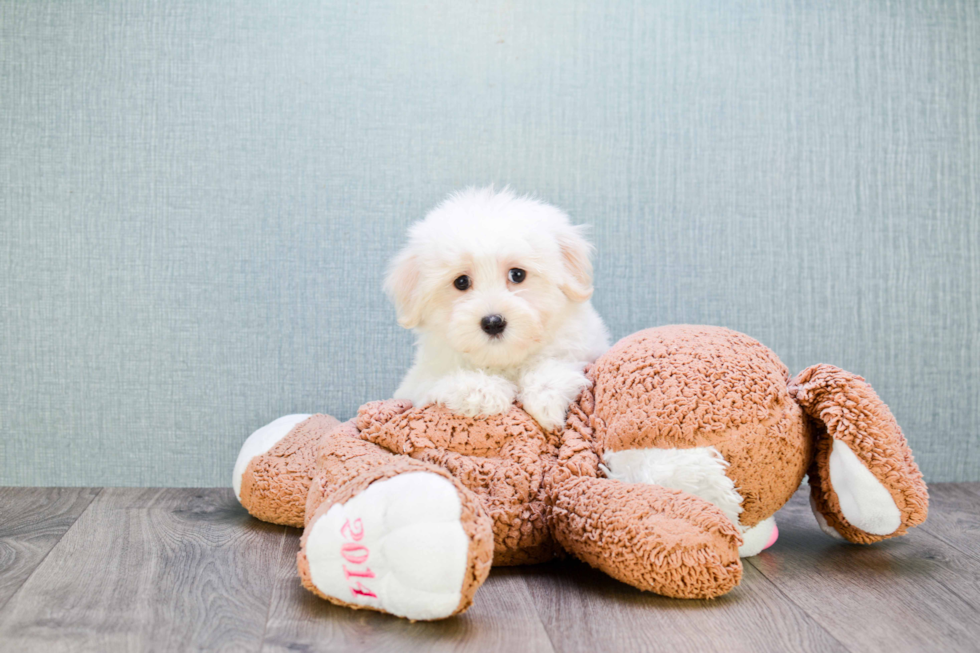 Best Havanese Baby