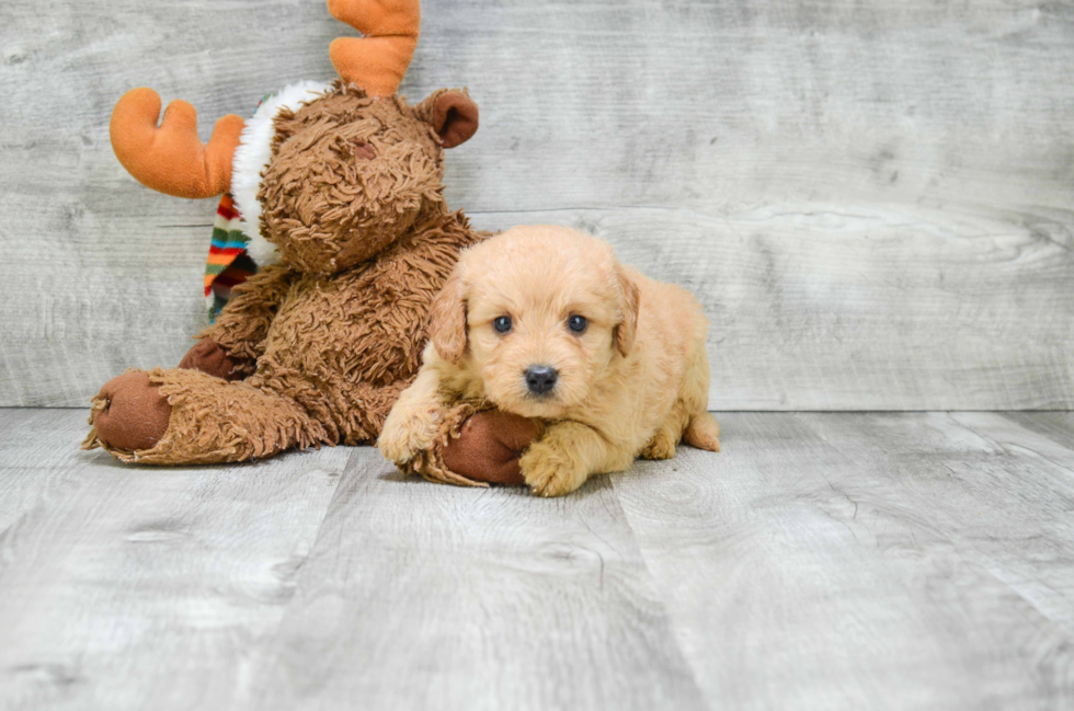 Mini Goldendoodle Pup Being Cute