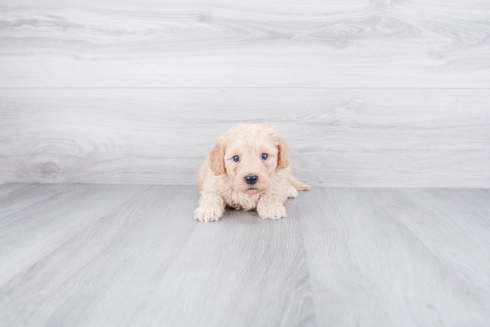 Friendly Mini Goldendoodle Baby