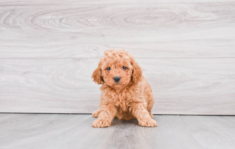 Best Mini Goldendoodle Baby