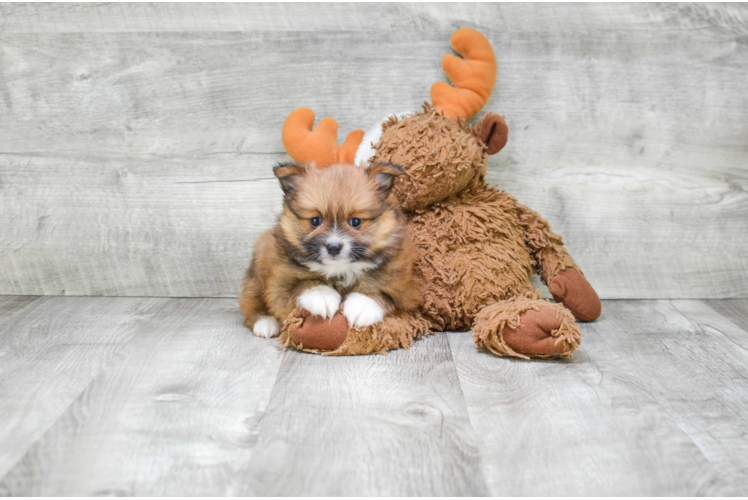 Playful Pomeranian Purebred Pup
