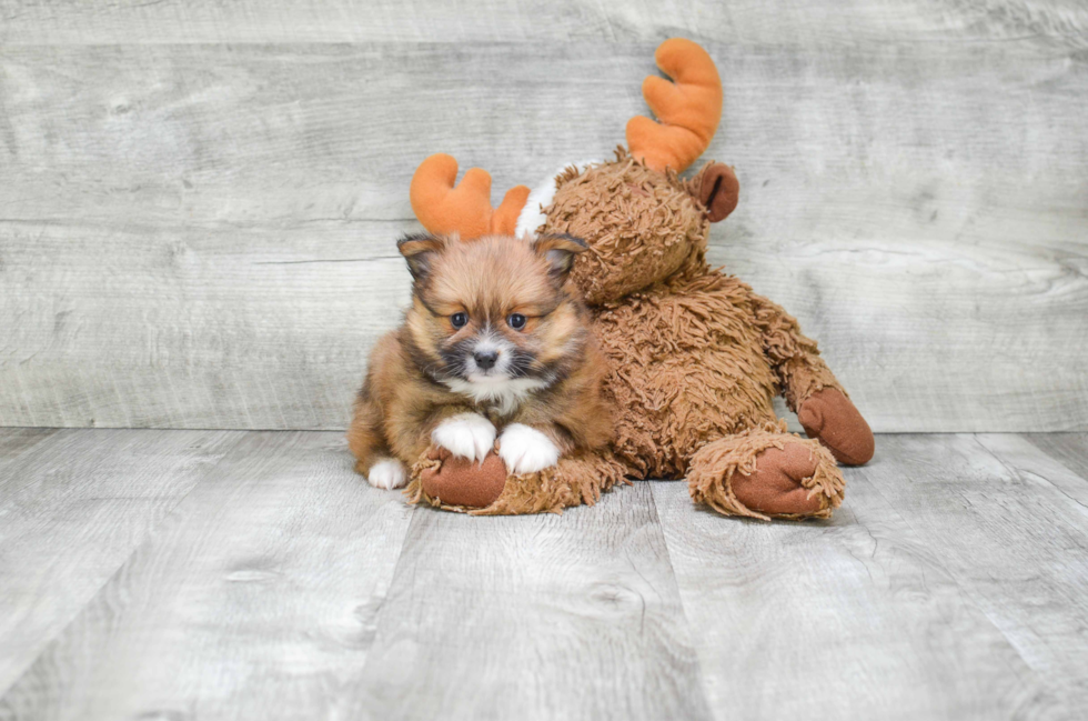 Playful Pomeranian Purebred Pup