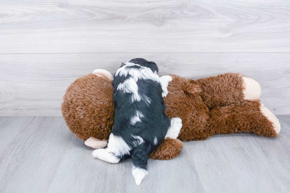 Friendly Cavalier King Charles Spaniel Purebred Pup