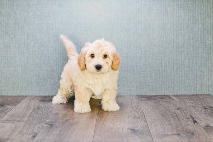 Cute Mini Goldendoodle Baby