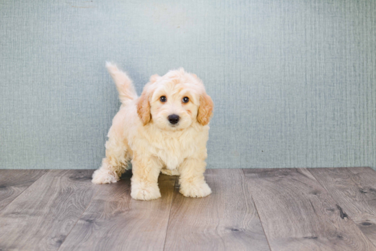 Cute Mini Goldendoodle Baby