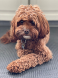 Cavapoo Being Cute