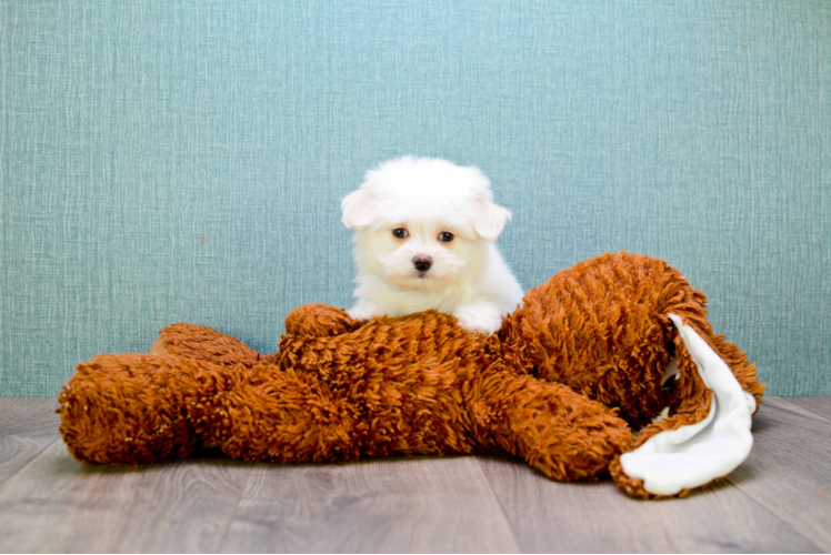 Fluffy Maltipoo Poodle Mix Pup