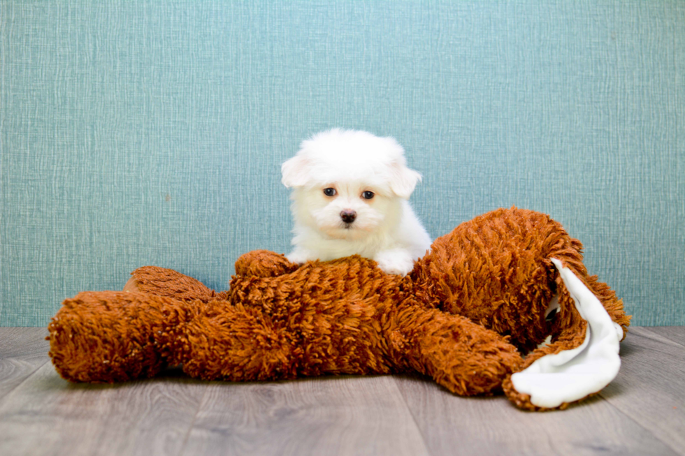 Fluffy Maltipoo Poodle Mix Pup