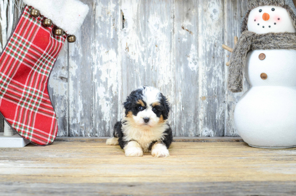 Mini Bernedoodle Puppy for Adoption