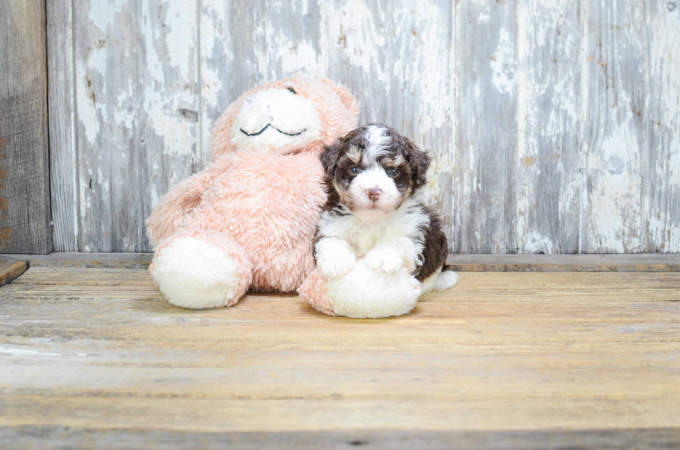 Havanese Puppy for Adoption