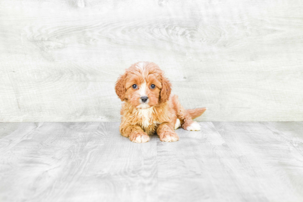 Cavapoo Puppy for Adoption