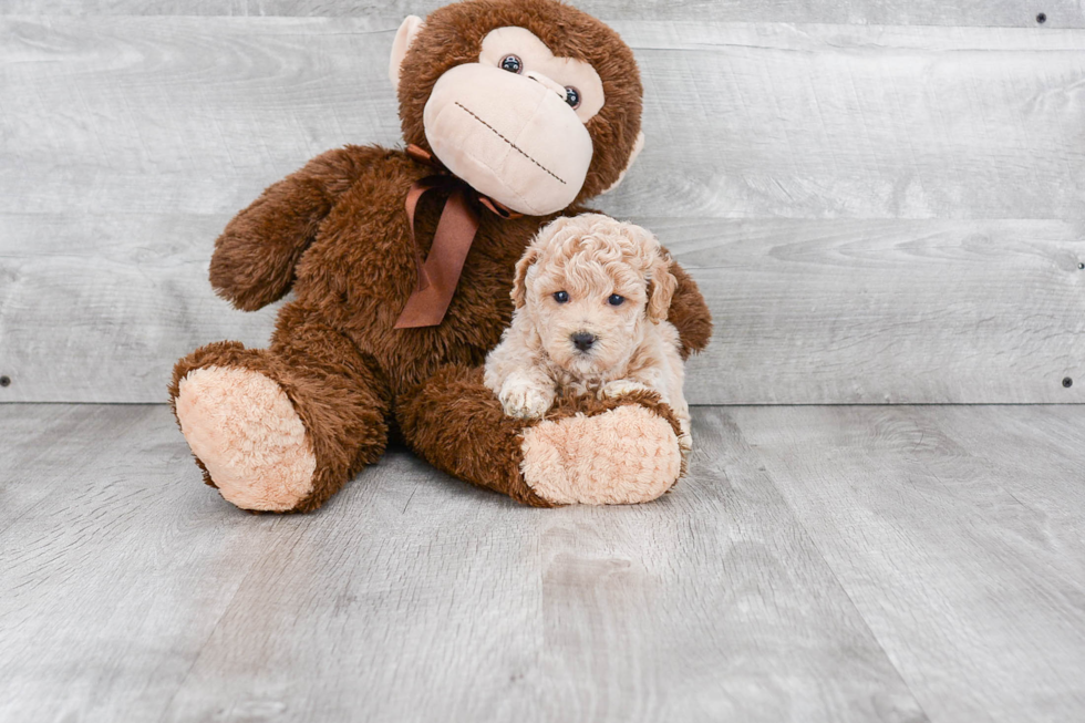 Playful Maltese Poodle Poodle Mix Puppy