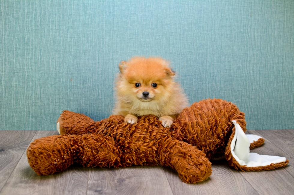 Popular Pomeranian Purebred Pup