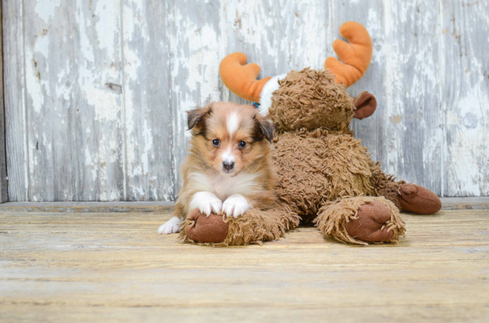 Sheltie Pup Being Cute