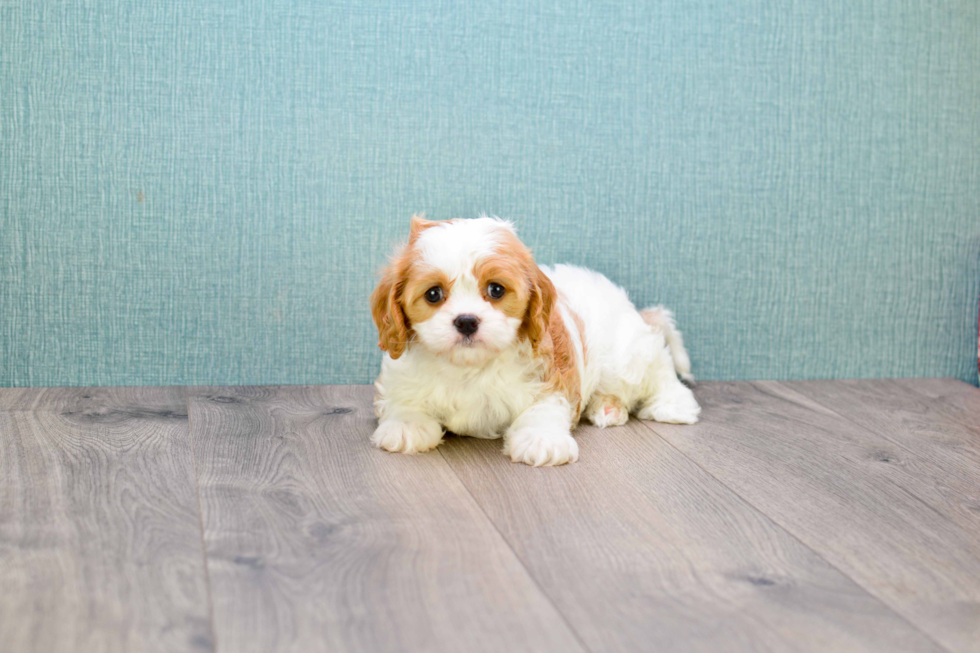 Best Cavalier King Charles Spaniel Baby