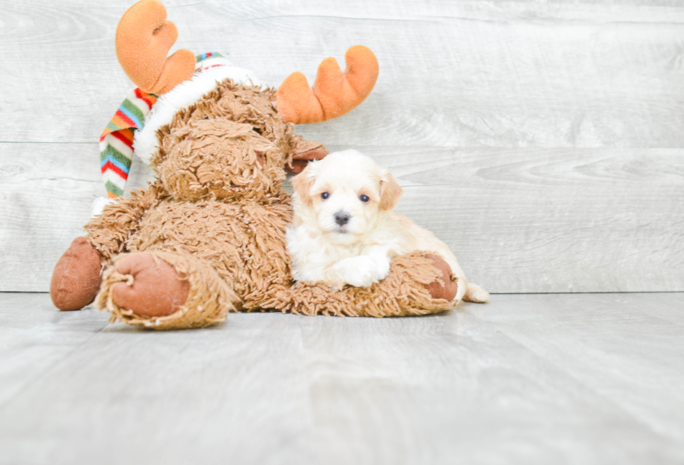 Maltipoo Puppy for Adoption