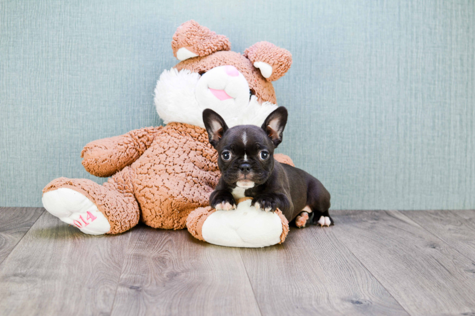 French Bulldog Pup Being Cute