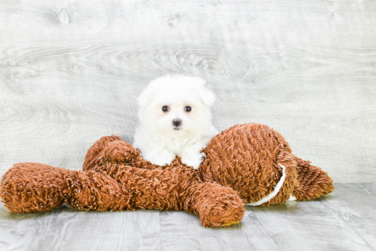 Adorable Maltese Purebred Puppy