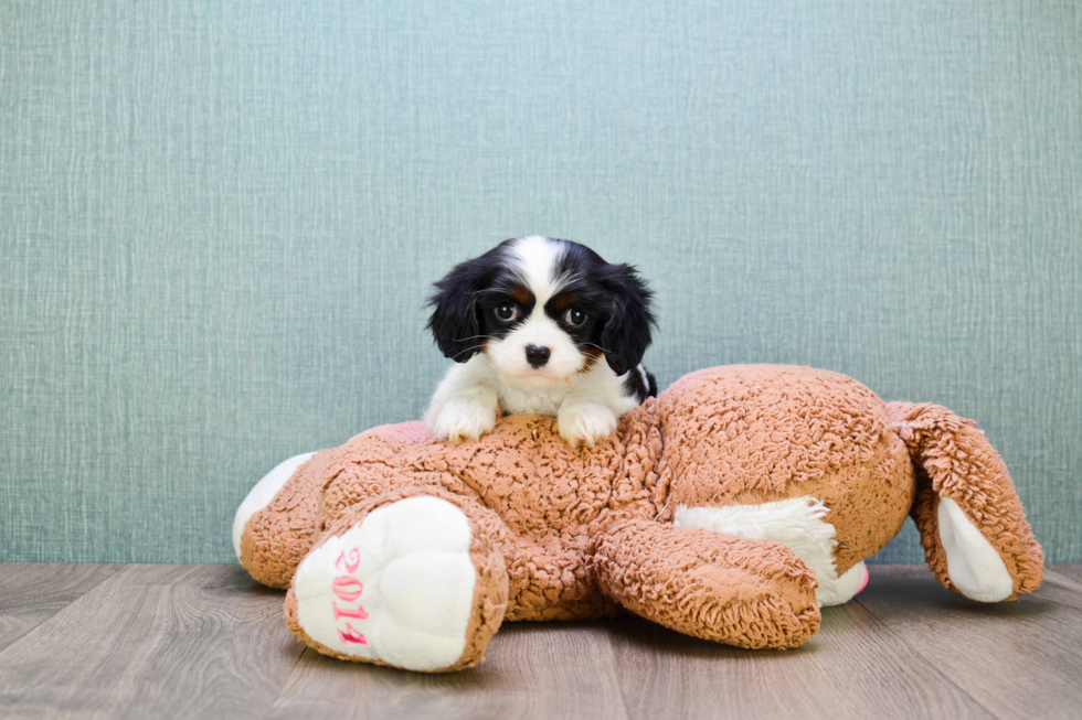 Hypoallergenic Cavalier King Charles Spaniel Baby