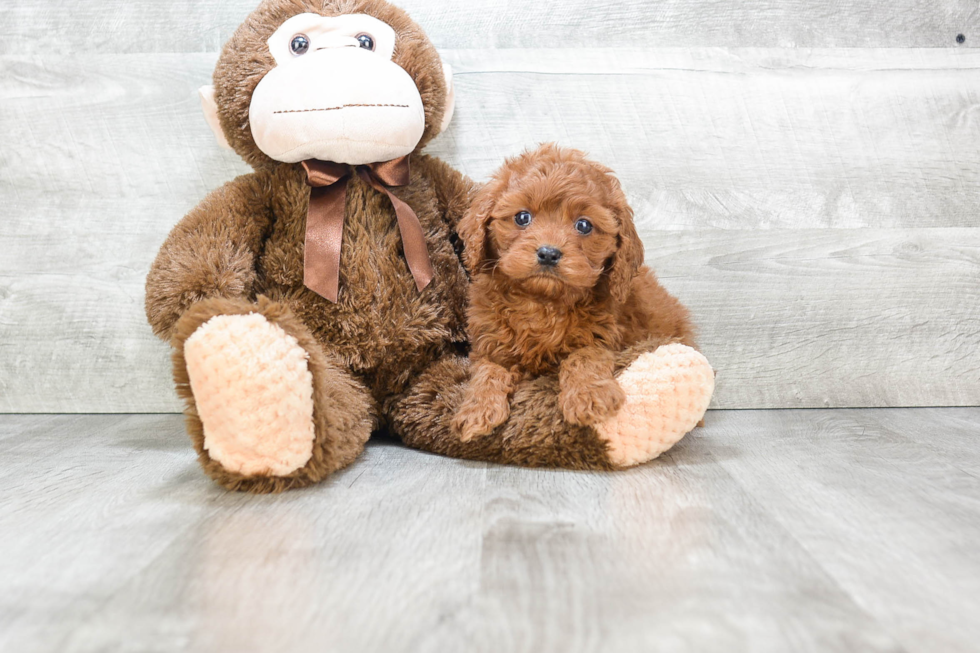 Cavapoo Pup Being Cute