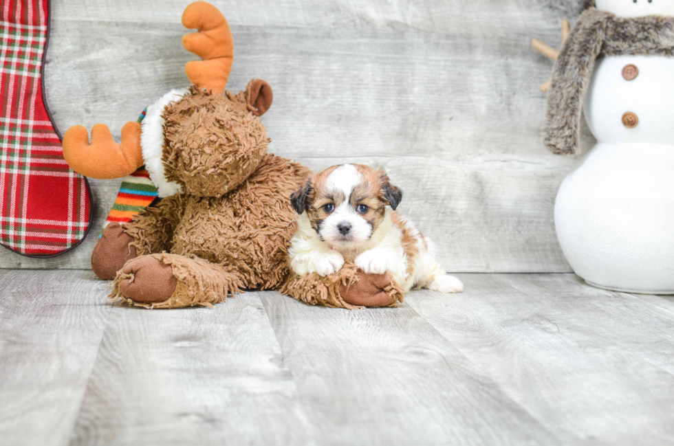 Sweet Teddy Bear Baby